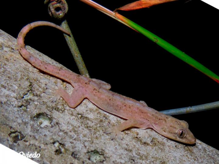 Lepidodactylus lugubris (Geco enlutado)