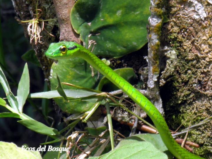 Leptophis depressirostris (Bejuquilla, Lora falsa de ojos dorados)