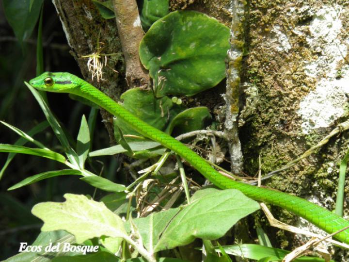 Leptophis depressirostris (Bejuquilla, Lora falsa de ojos dorados)