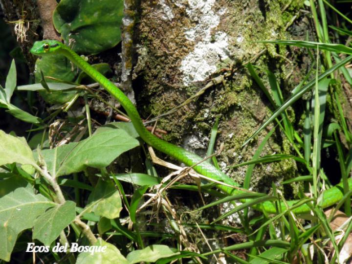 Leptophis depressirostris (Bejuquilla, Lora falsa de ojos dorados)