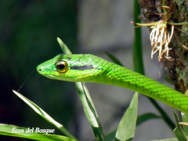 Leptophis depressirostris (Bejuquilla, Lora falsa de ojos dorados)