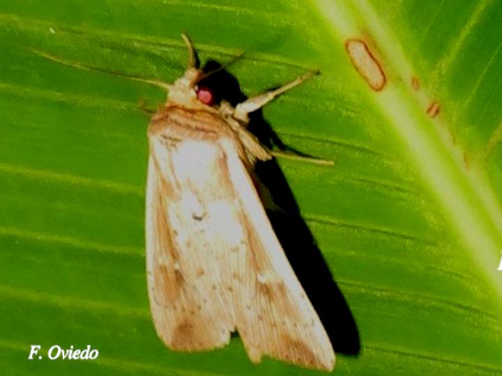 Leucania senescens