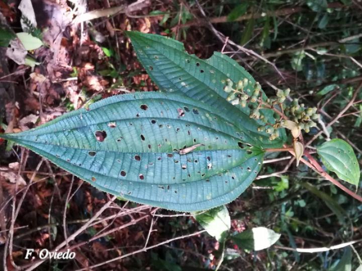 Miconia elata