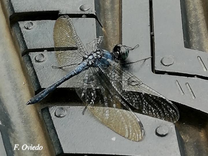 Micrathyria aequalis (Cenicilla de cola manchada)