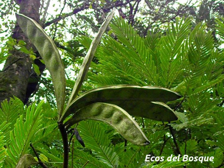 Pentaclethra macroloba (Gavilán o Quebracho) Pentaclethra macroloba (Gavilán o Quebracho)
