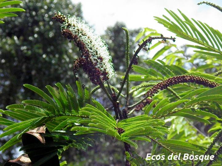Pentaclethra macroloba (Gavilán o Quebracho) Pentaclethra macroloba (Gavilán o Quebracho)