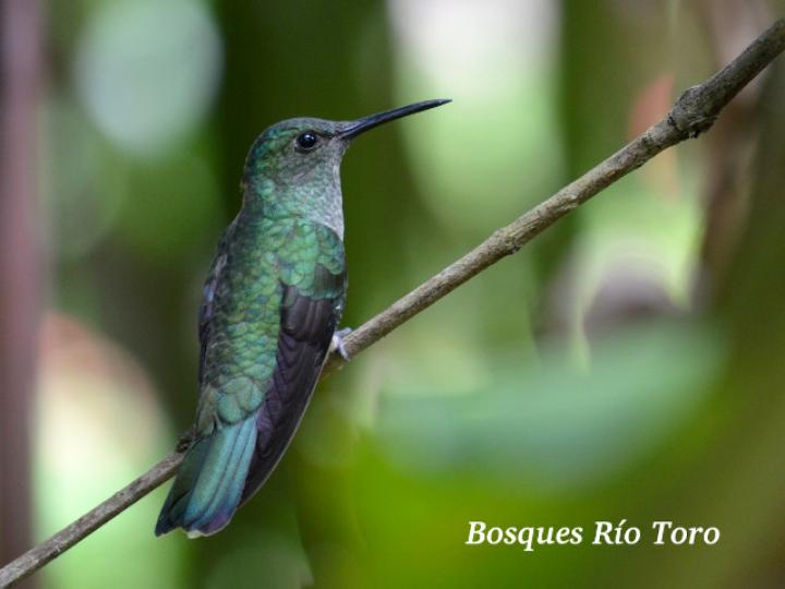 Phaeochroa cuvierii (Colibrí  pechiescamado)