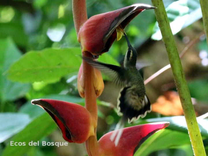 Phaethornis longirostris (Ermitaño colilargo)