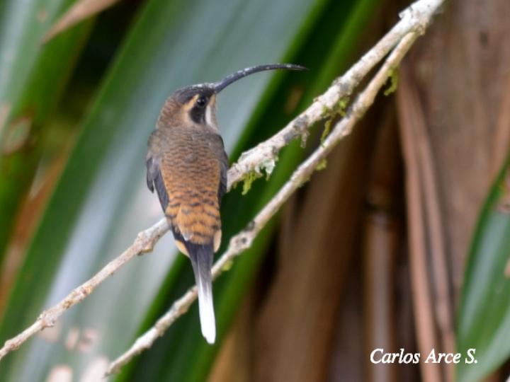 Phaethornis longirostris (Ermitaño colilargo)