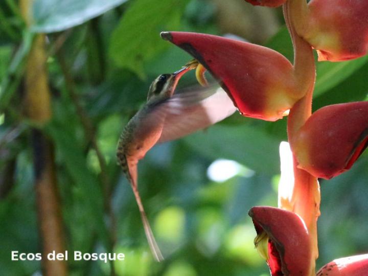 Phaethornis longirostris (Ermitaño colilargo)