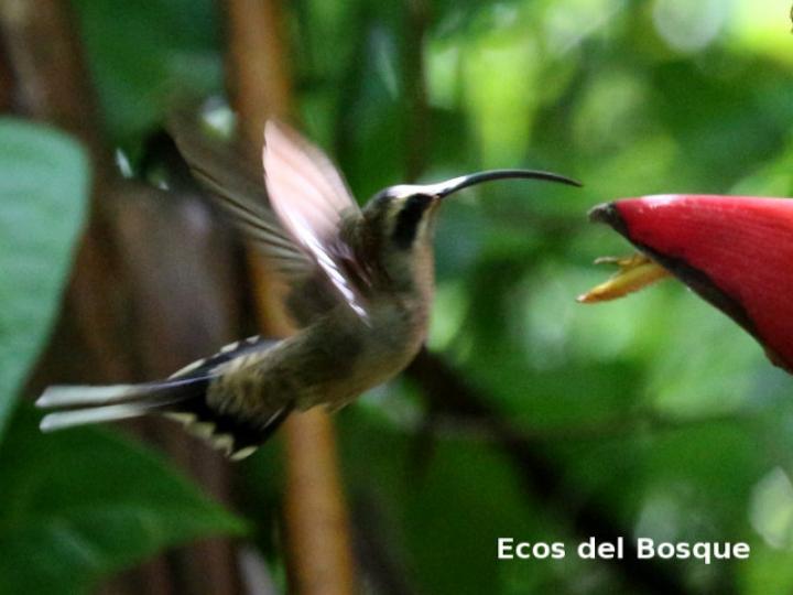 Phaethornis longirostris (Ermitaño colilargo)