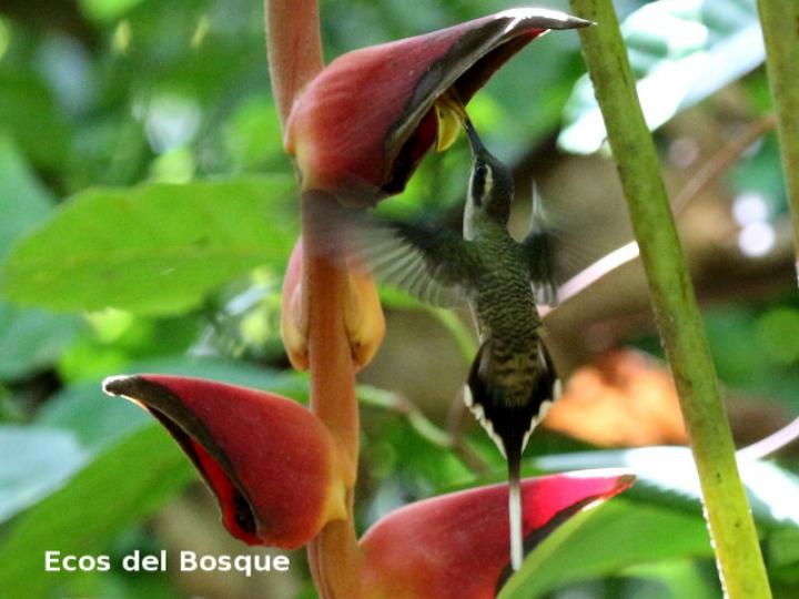 Phaethornis longirostris (Ermitaño colilargo)