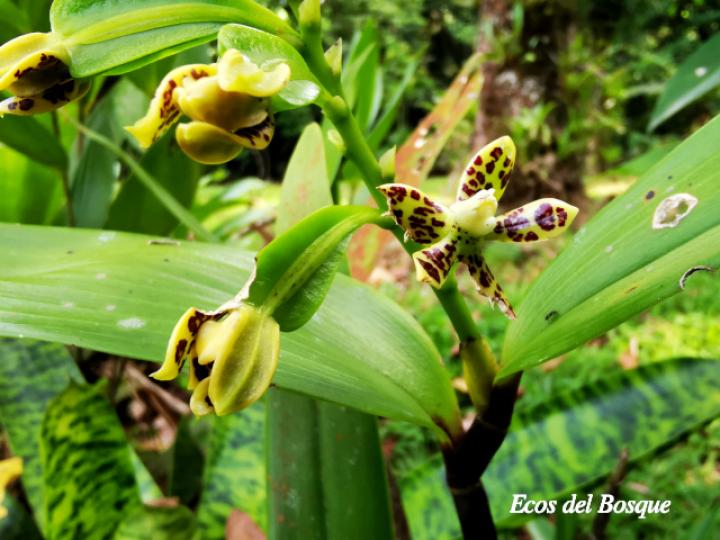 Prosthechea vespa