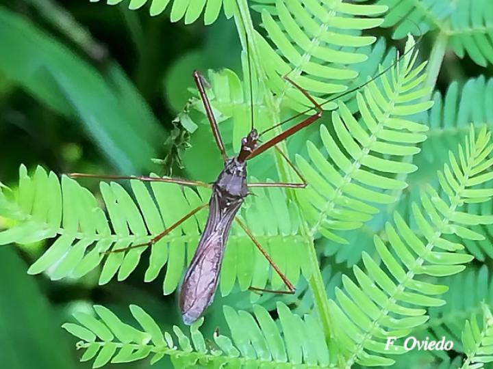 Ricolla simillima (Chinche asesina)