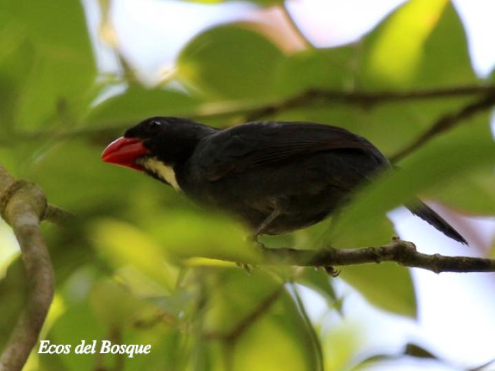 Saltator grossus (Pico grueso piquirrojo)