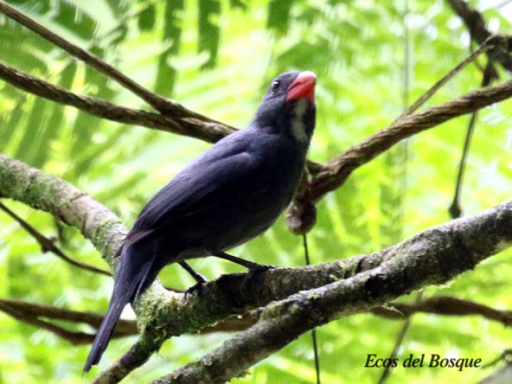 Saltator grossus (Pico grueso piquirrojo)