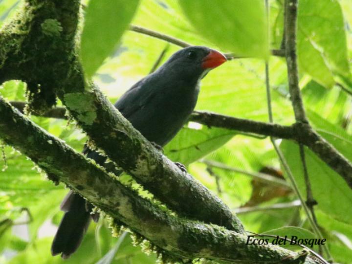 Saltator grossus (Pico grueso piquirrojo)