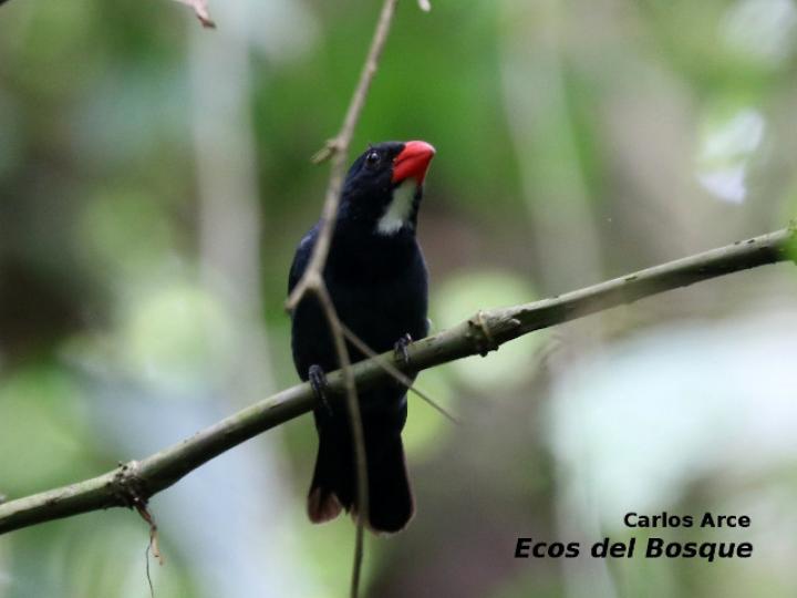 Saltator grossus (Pico grueso piquirrojo)