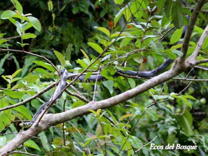 Spilotes pullatus (Mica, Zumbadora)