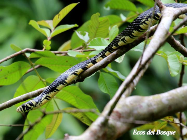 Spilotes pullatus (Mica, Zumbadora)