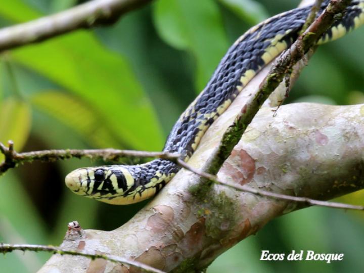 Spilotes pullatus (Mica, Zumbadora)