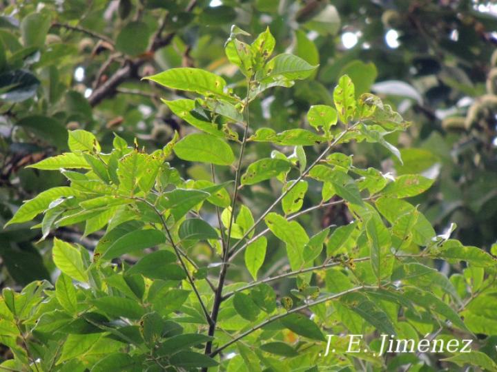 Spondias mombin (Jobo)