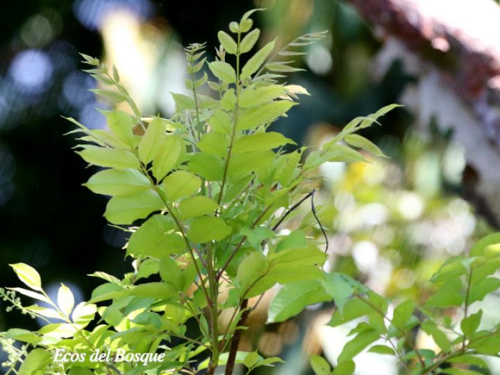 Spondias mombin (Jobo)