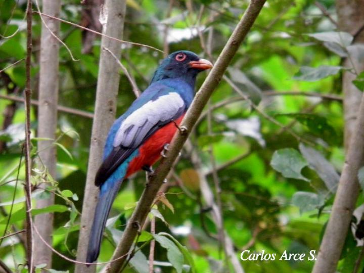 Trogon massena