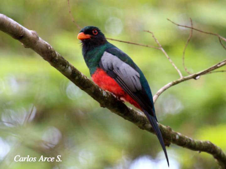 Trogon massena