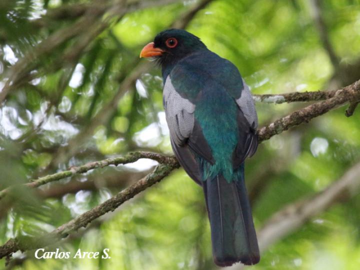 Trogon massena