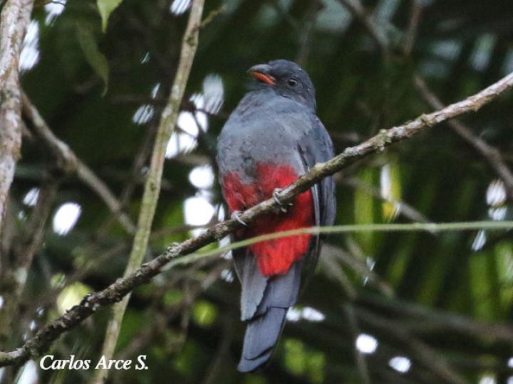 Trogon massena