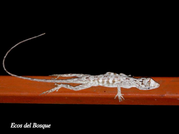 Anolis lemurinus (Anolis fantasma)