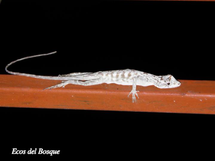 Anolis lemurinus (Anolis fantasma)