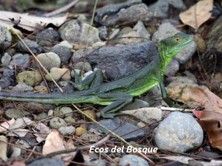 Basiliscus plumifrons (Basilisco esmeralda o verde)