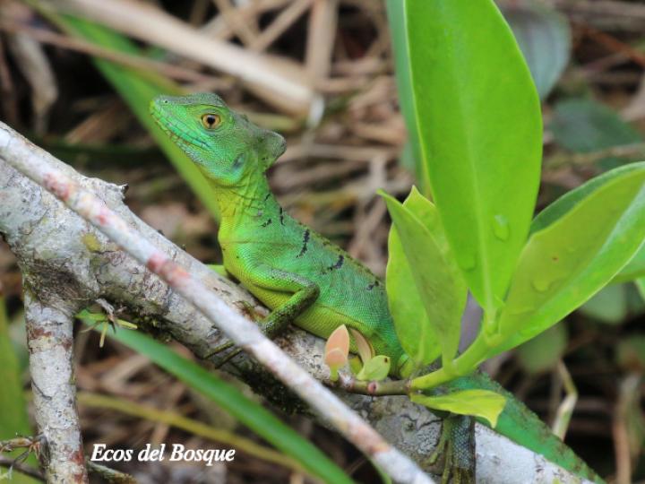 Basiliscus plumifrons (Basilisco esmeralda o verde)
