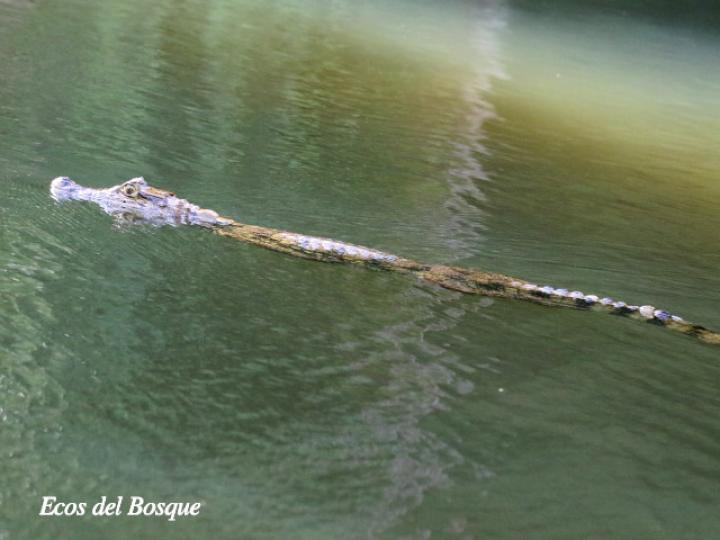 Caiman crocodilus (Guajipal, caimán)