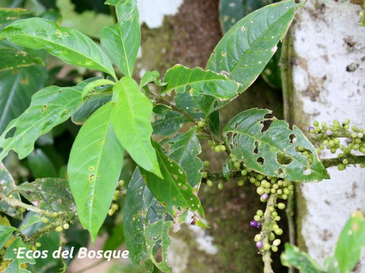 Cestrum schlechtendalii