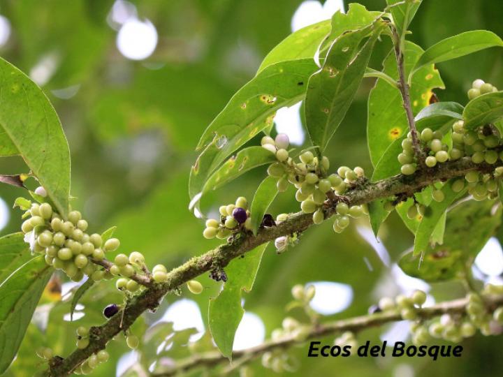 Cestrum schlechtendalii