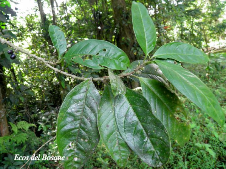 Cestrum schlechtendalii