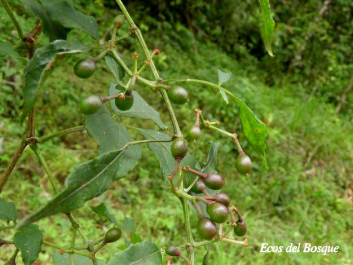 Cissus erosa