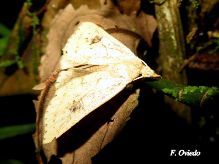 Hyamia palpitatalis