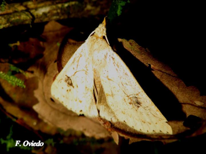 Hyamia palpitatalis