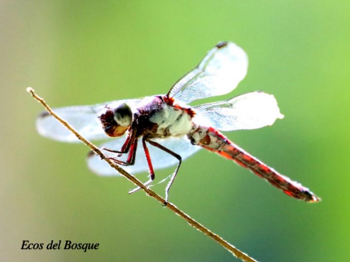 Libellula herculea ( Rayadora hercúlea)