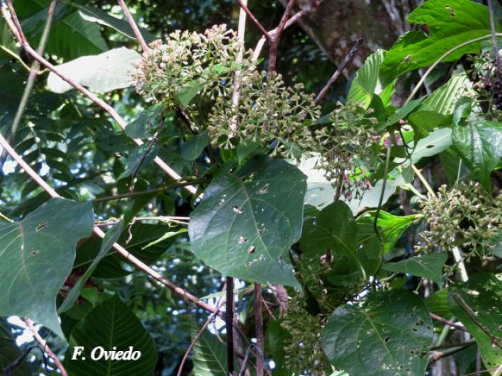 Mikania guaco | Ecos del Bosque