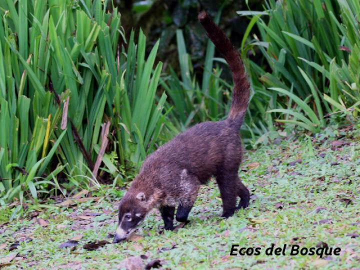 Nasua narica (Pizote)