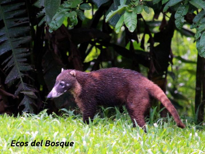 Nasua narica (Pizote)