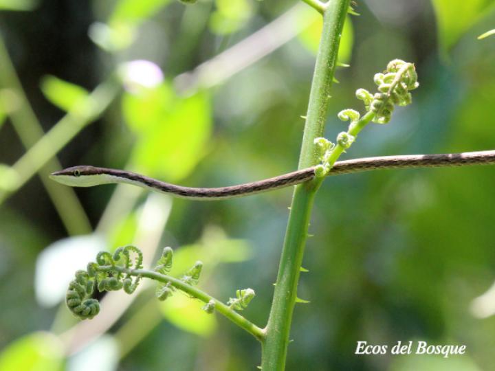 Oxybelis aeneus (Bejuquilla)