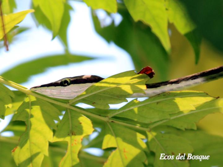 Oxybelis aeneus (Bejuquilla)