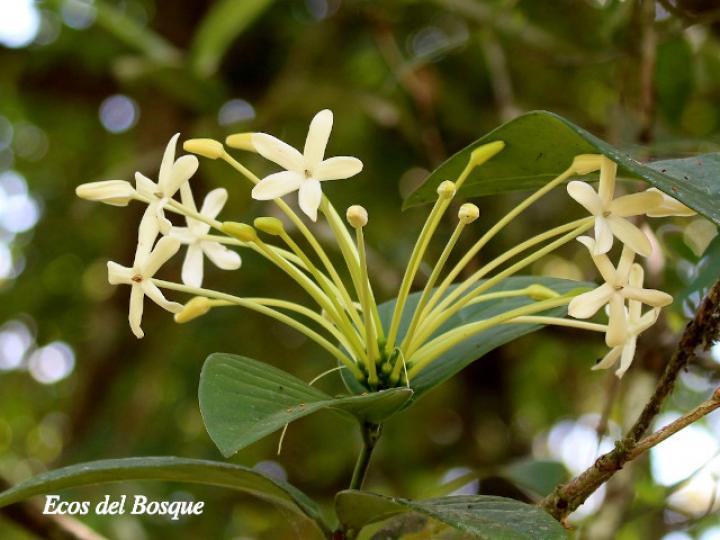 Posoqueria robusta