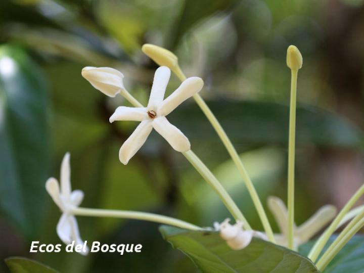 Posoqueria robusta Posoqueria robusta